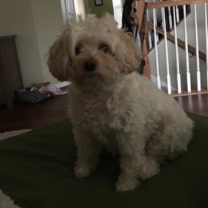 Meet your Posher, Joy