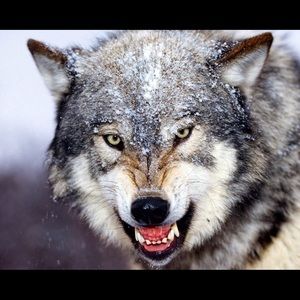 Meet your Posher, Rad