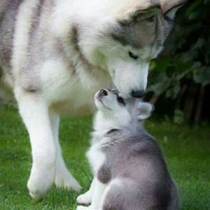 Meet your Posher, Franklin