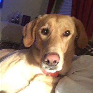 Meet your Posher, Jamie