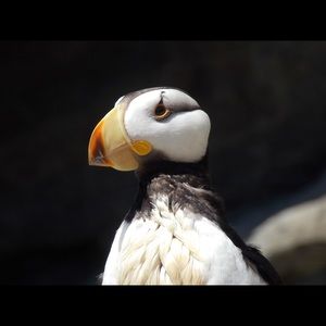 Meet your Posher, Kassie