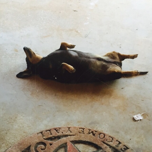 Meet your Posher, Whitney - Picture 1 of 1