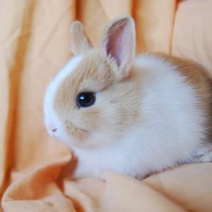 Meet your Posher, Ann