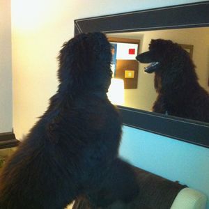 Meet your Posher, Abel