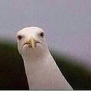 Meet your Posher, Jose