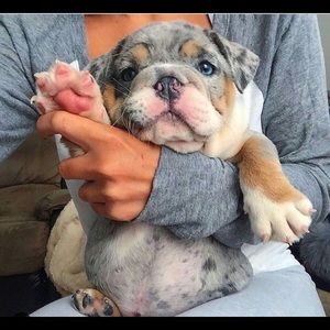 Meet your Posher, Alexia