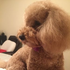 Meet your Posher, Ji