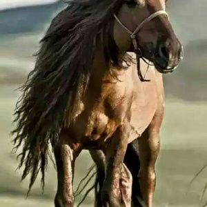 Meet your Posher, Havva