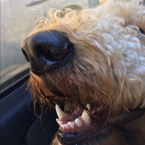Meet your Posher, Greyson - Picture 1 of 1