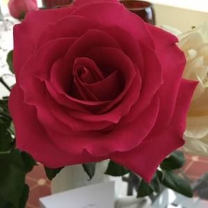 Meet your Posher, Marisol