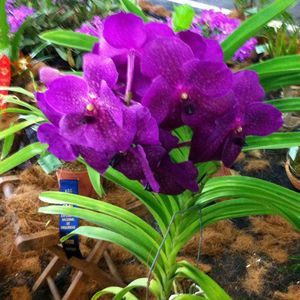 Meet your Posher, Geraldine