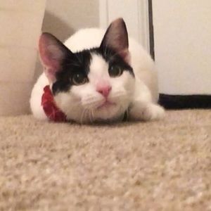 Meet your Posher, Sammie