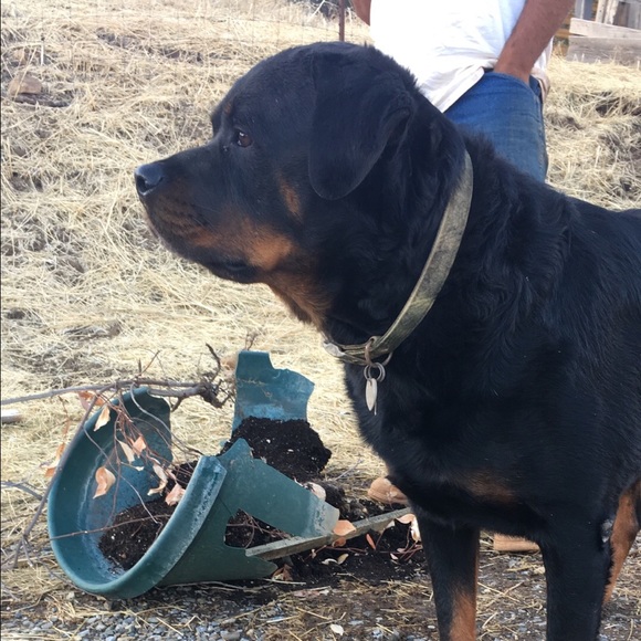 Meet your Posher, Mike - Picture 1 of 1