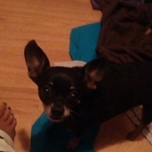 Meet your Posher, Bobbie