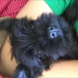 Meet your Posher, Morgan