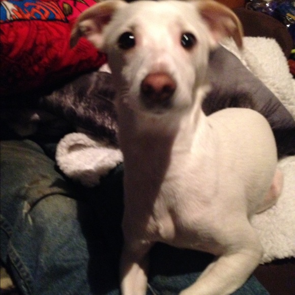 Meet your Posher, Samantha - Picture 1 of 1