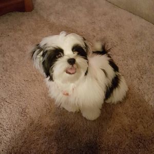 Meet your Posher, Debbie