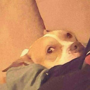 Meet your Posher, Hunter