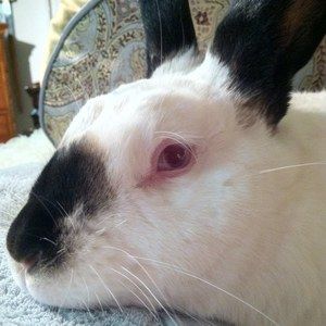 Meet your Posher, Sharon