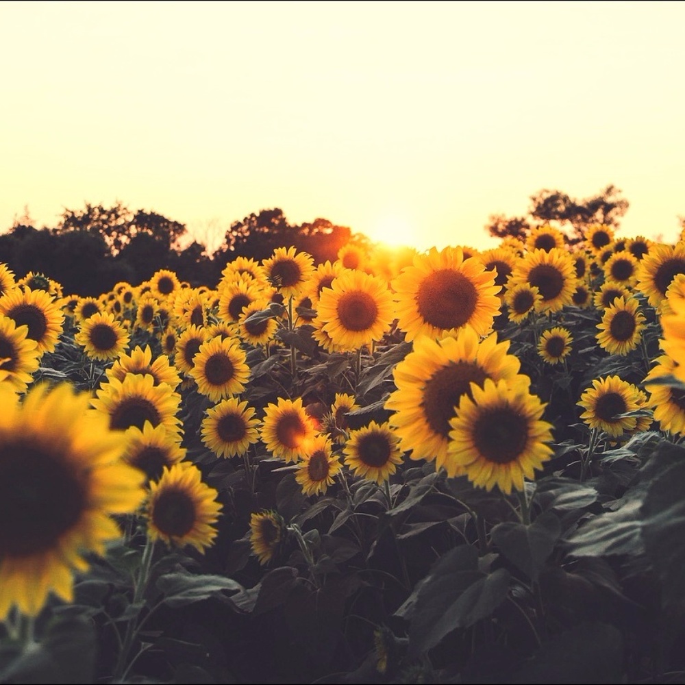 Meet your Posher, Leydis