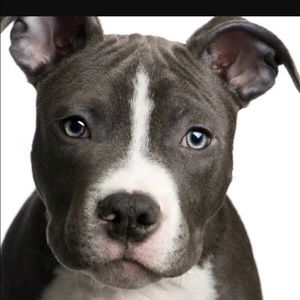 Meet your Posher, Joe