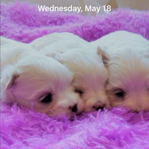 Meet your Posher, Barbara