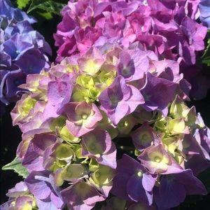 Meet your Posher, Marcia