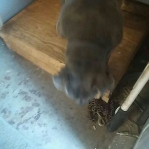 Meet your Posher, Angel