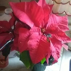 Meet your Posher, Hazel