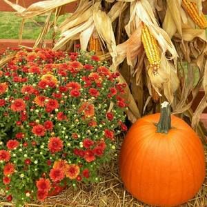 Meet your Posher, Paula