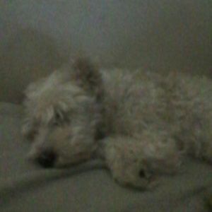 Meet your Posher, Jake