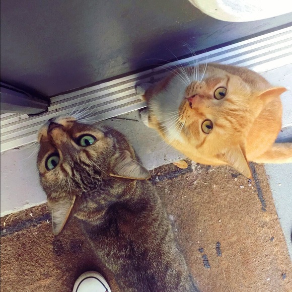 Meet your Posher, Kelli - Picture 1 of 1