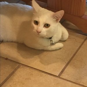 Meet your Posher, Kitty