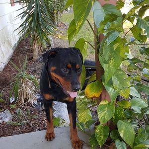 Meet your Posher, Hasani