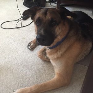 Meet your Posher, Tracey