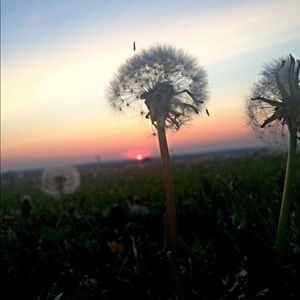 Meet your Posher, Phoebe