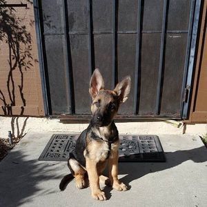 Meet your Posher, Hector