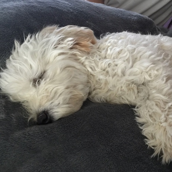 Meet your Posher, Abbie - Picture 1 of 1