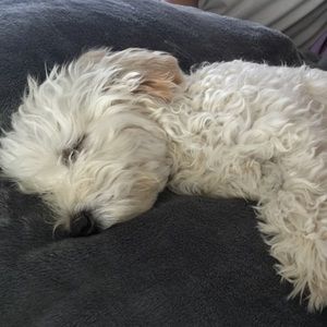 Meet your Posher, Abbie