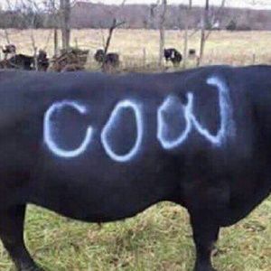 Meet your Posher, Dakota