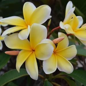 Meet your Posher, Tracey