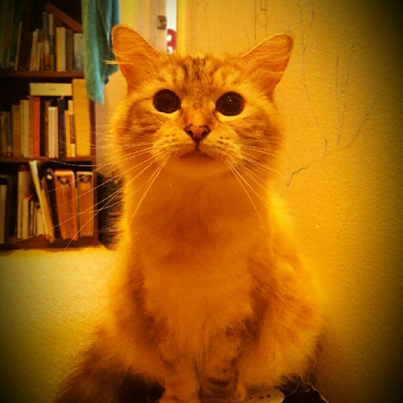 Meet your Posher, Bernadette - Picture 2 of 2