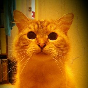 Meet your Posher, Bernadette