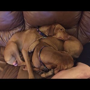 Meet your Posher, Morgan