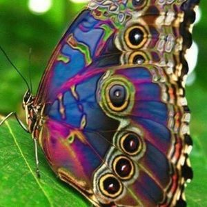 Meet your Posher, Shavon