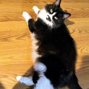 Meet your Posher, Fae