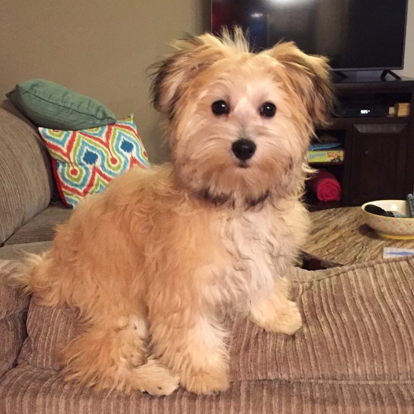 Meet your Posher, Mackenzie