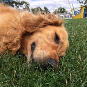 Meet your Posher, Grace