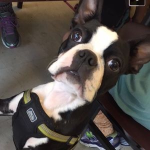 Meet your Posher, Thomas