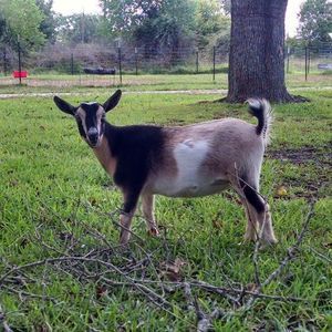 Meet your Posher, Rhonda